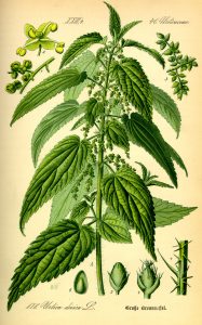 Illustration Urtica dioica0