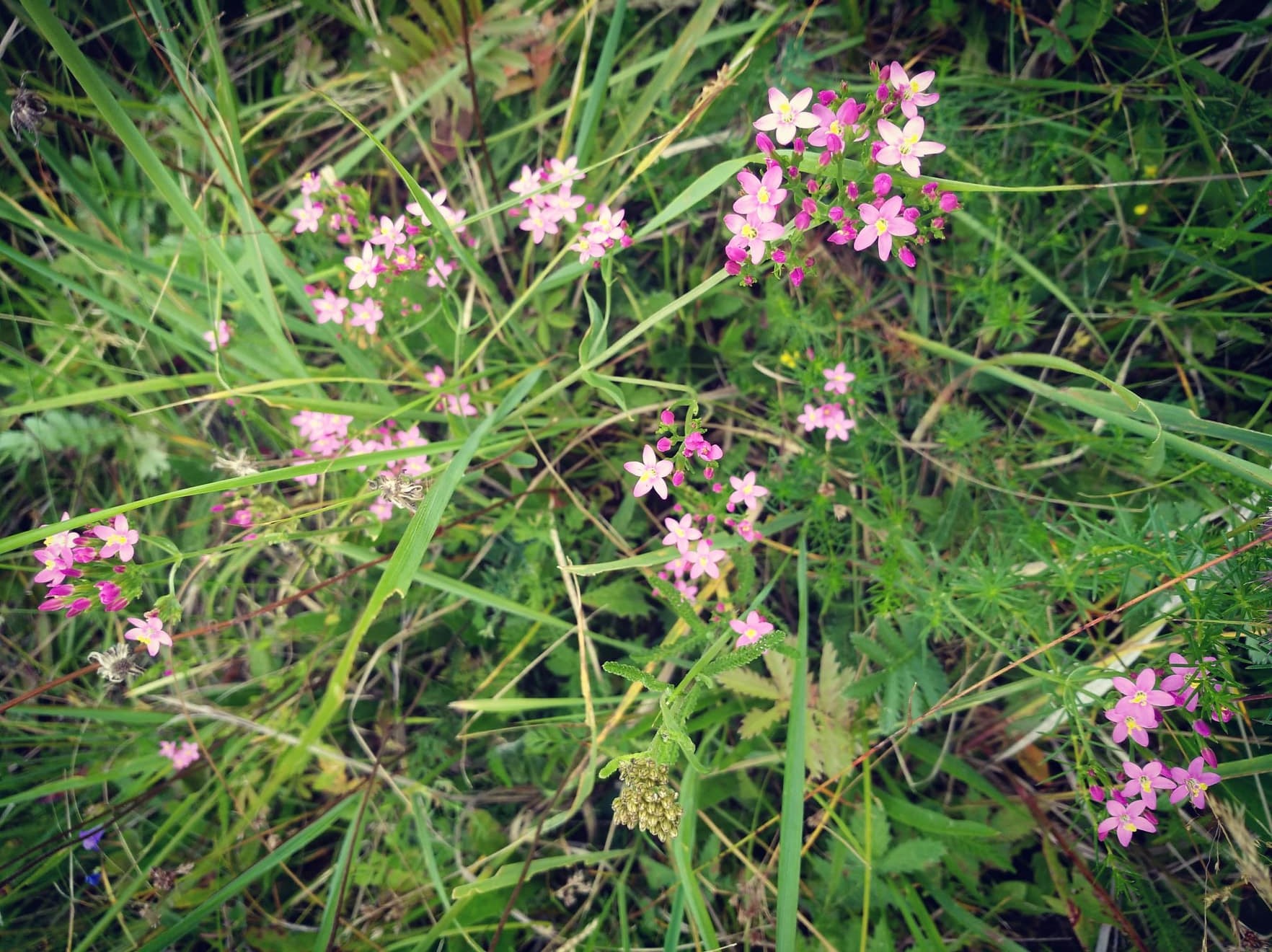 Zemežlč menšia (Centaurium erythraea) 3 37320661 10215543751294490 8525498799680913408 n