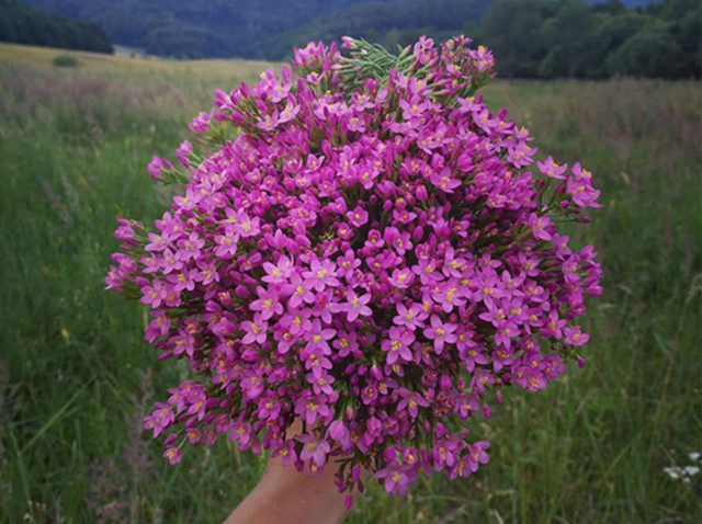 zemezlc herbariumprojekt