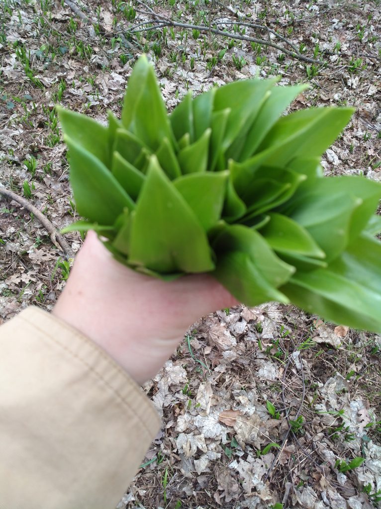 ..ak dnes pôjdete zbierať Medvedí Cesnak 1 IMG 20180328 155939