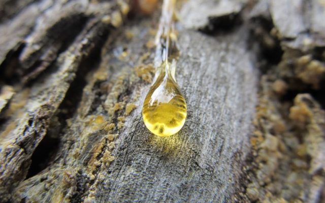 pine resin