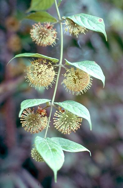 vilcacora uncaria tomentosa flowering