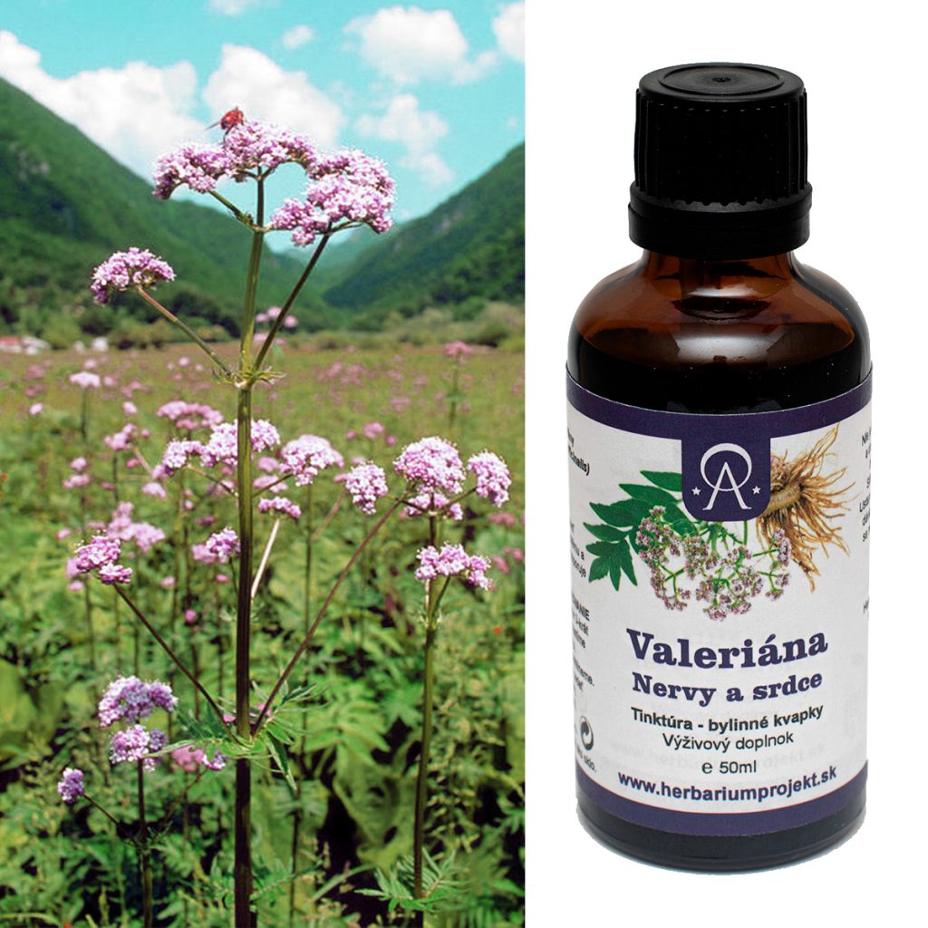 IMG valeriana nervy a srdce tinktura herbariumprojekt