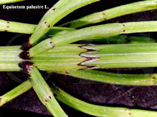 Equisetum palustre