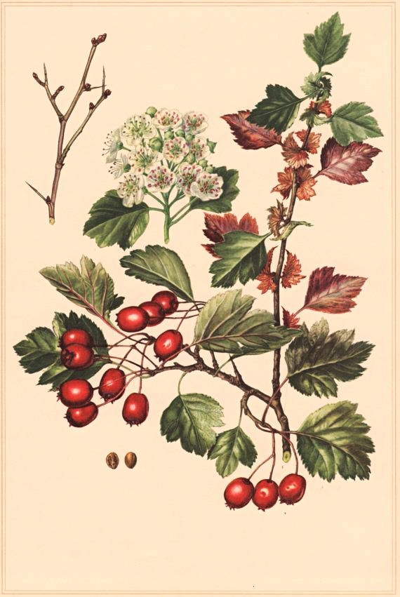 Hloh obycajny herbar