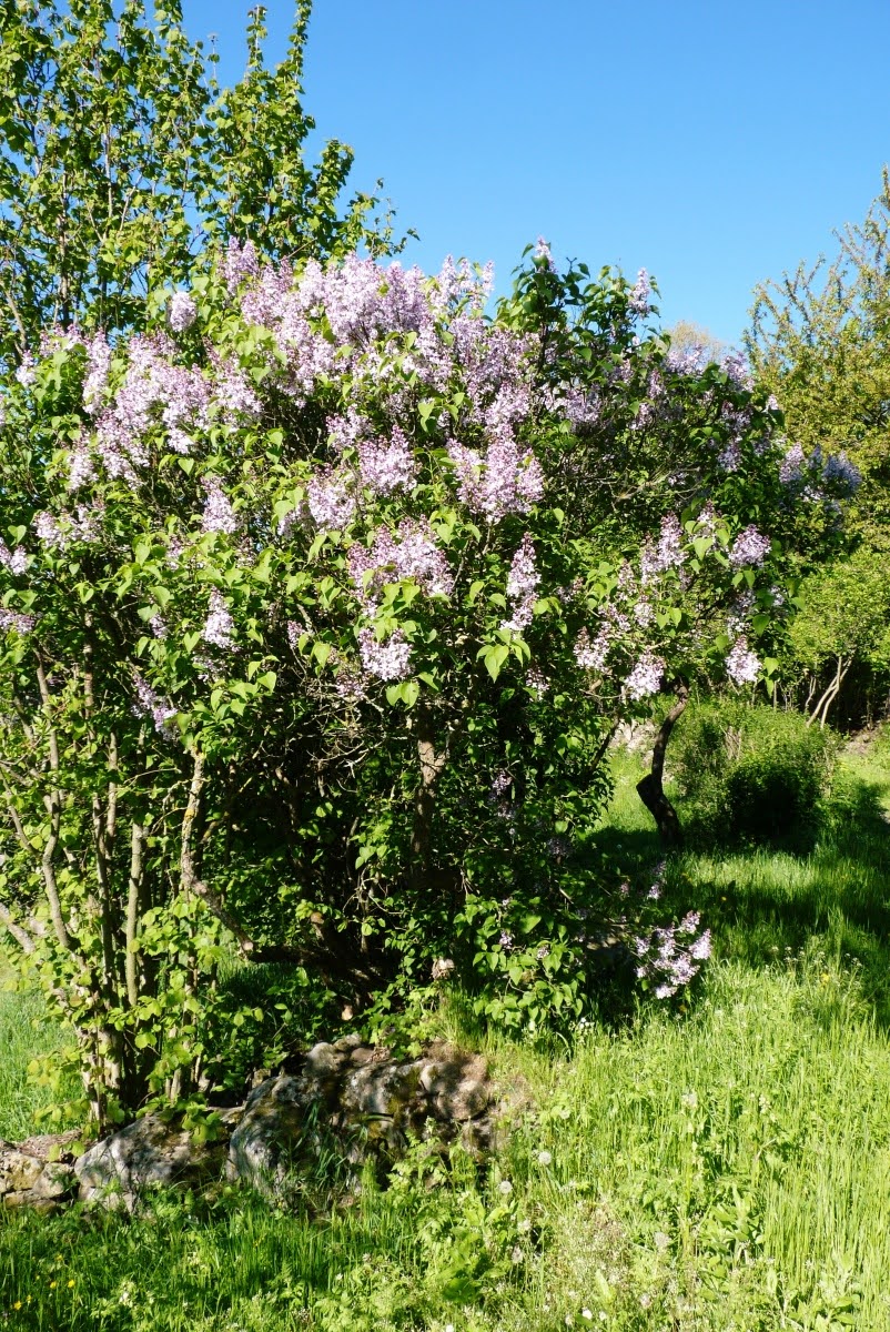 Orgovan Syringa vulgaris