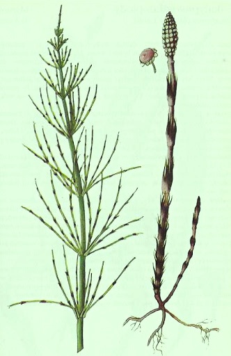 Praslicka rolna herbar