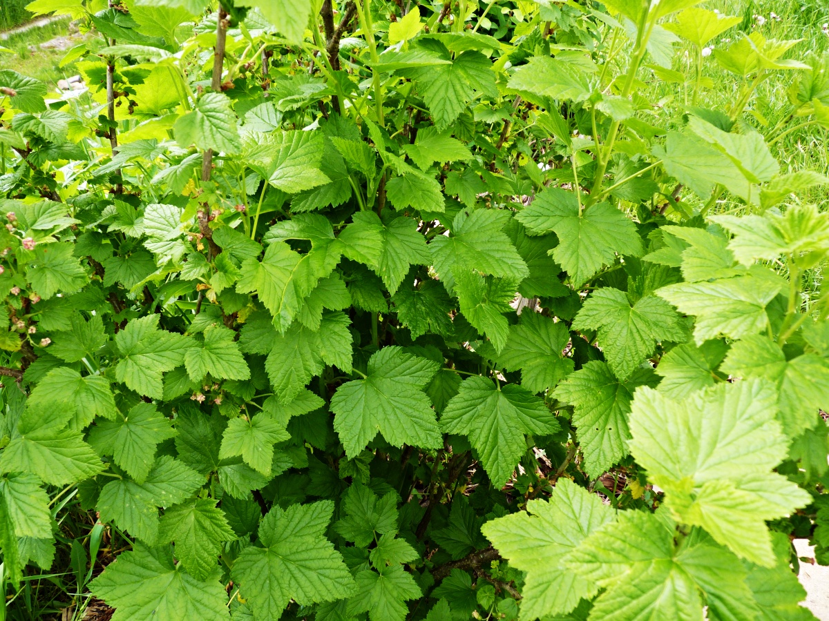 Ribes nigrum