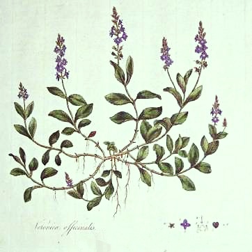 Veronica officinalis herbar