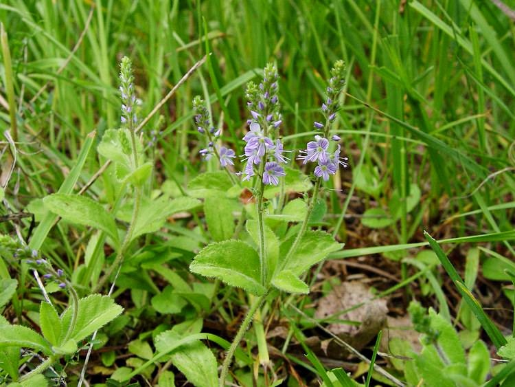 Veronica officinalis