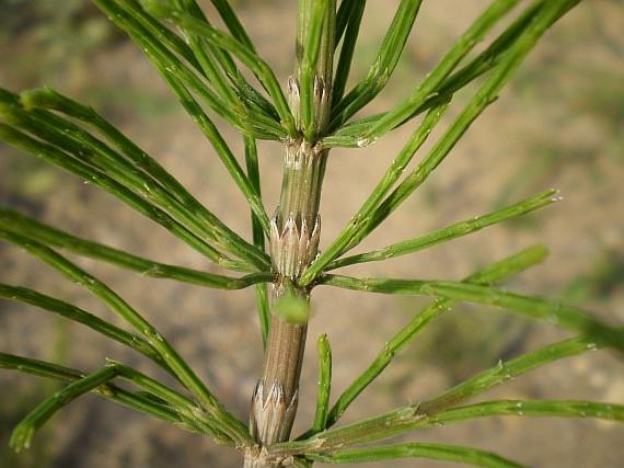praslicka rolna