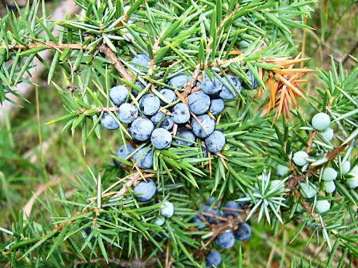 Borievka plody