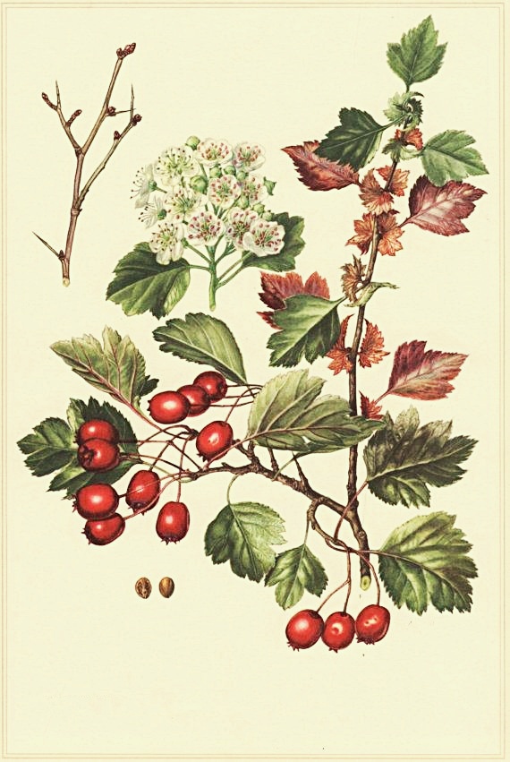 Hloh obycajny herbar