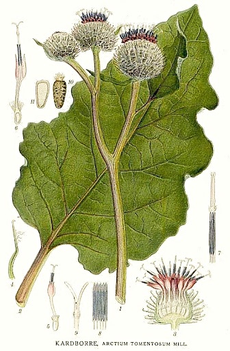 Lopuch Arctium Tormentosum