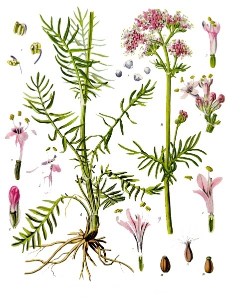 Valeriana Valeriana officinalis