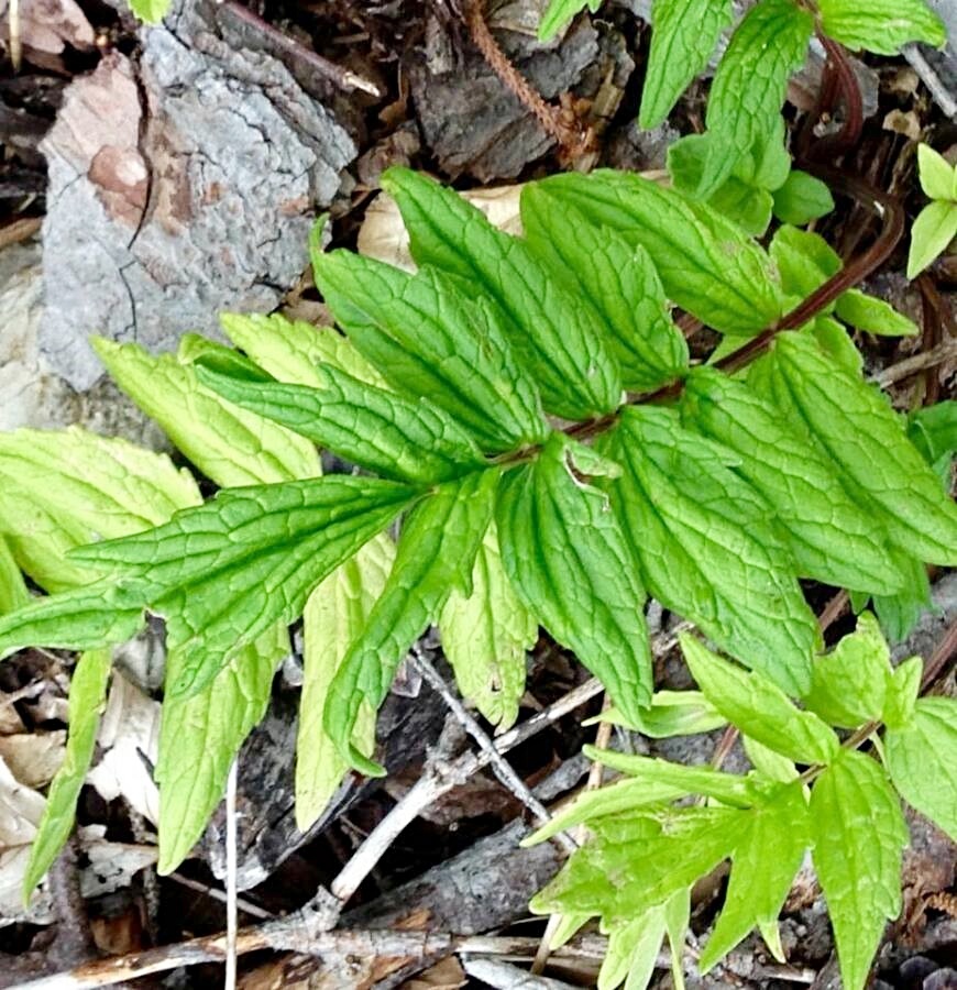 Valeriana list
