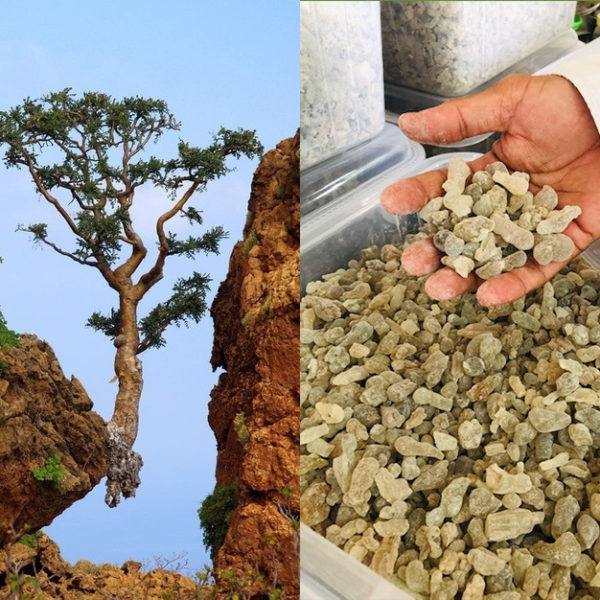 Organická Kadidlová voda (Frankincense hydrolate) VONIAVA