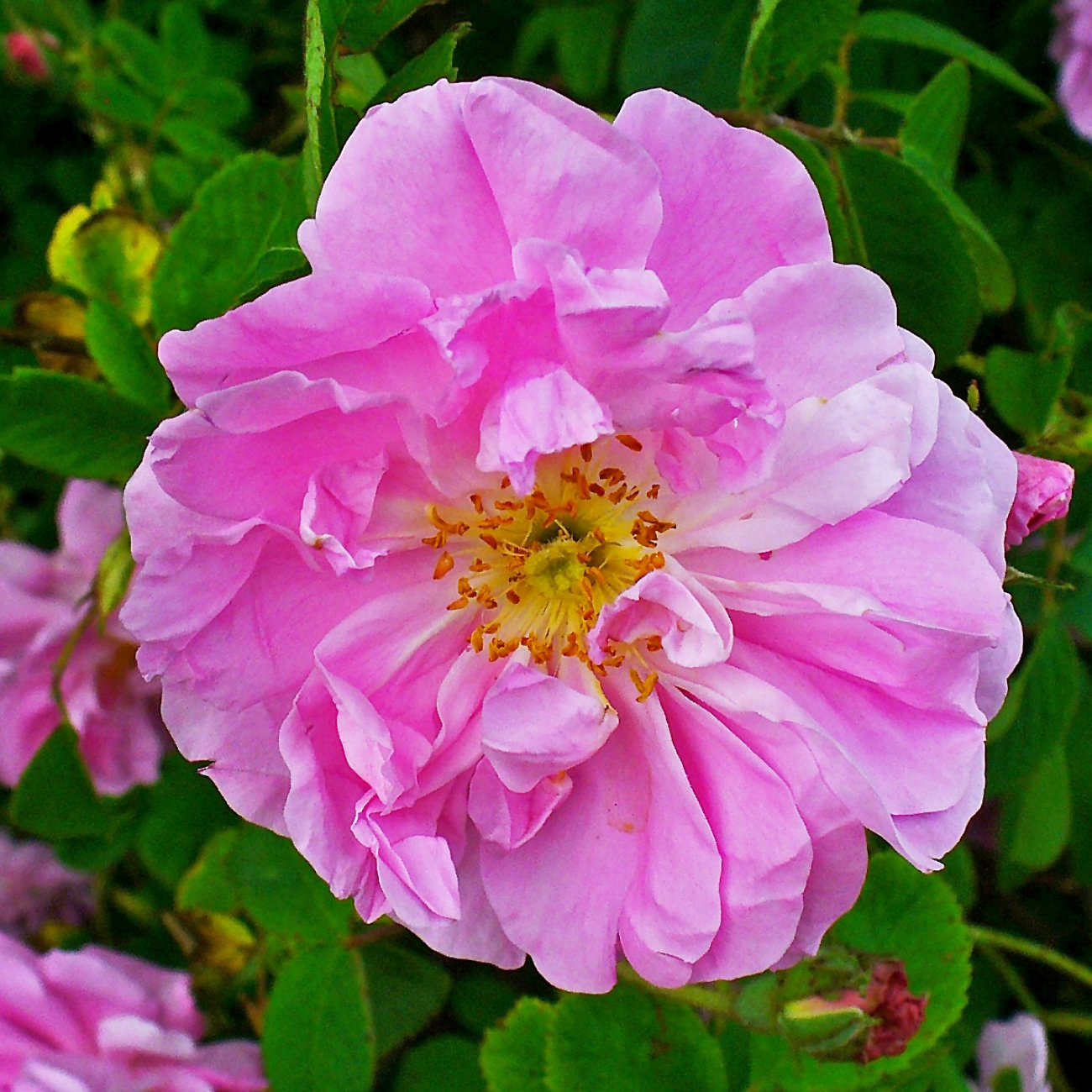 rosa damascena