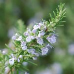 BIO Rozmarínová voda (hydrolát) VONIAVA