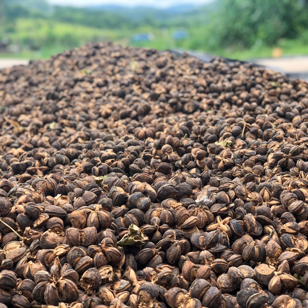 sacha inchi seeds
