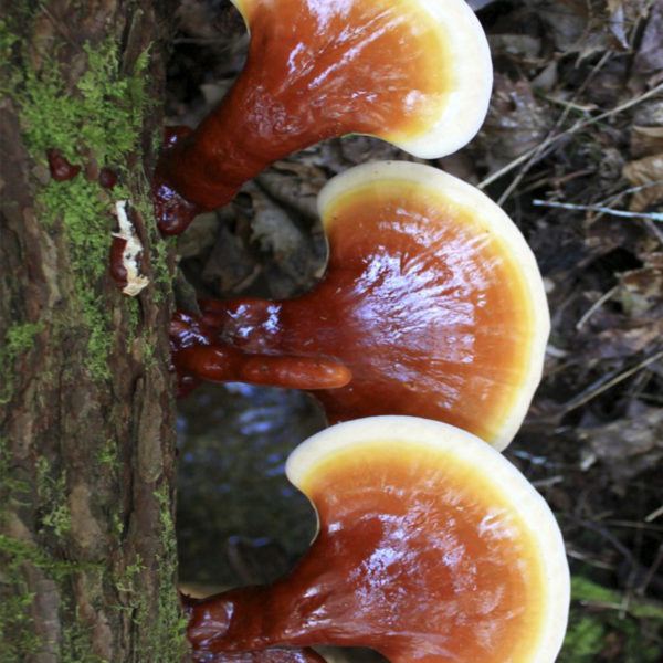 Reishi huba