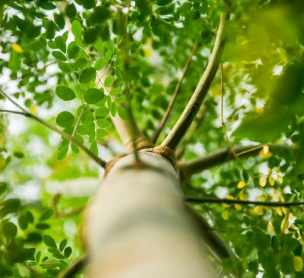 moringa oleifera strom