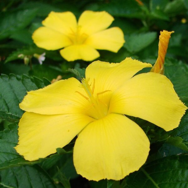 turnera diffusa damiana herbariumprojekt