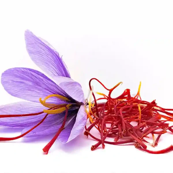 saffron and flower of the crocus sativus