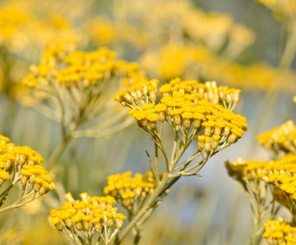 Organická Slamienková voda (helichrysum hydrolát) VONIAVA