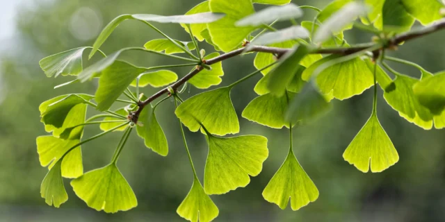 ginko vetva