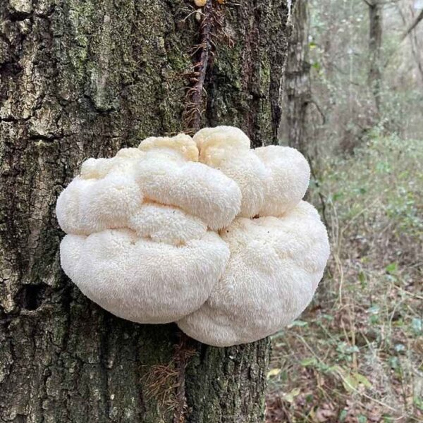 koralovec hericium