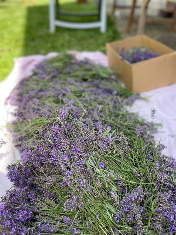 Spolu na záhrade 9 melcice levandula zber 2024