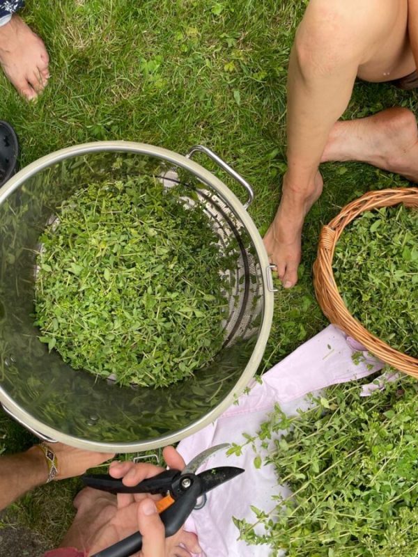 Spolu na záhrade 8 melcice zber oregano 2024